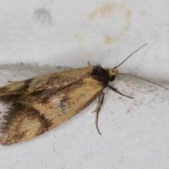 Isomoralla pyrrhoptera at Melba, ACT - 25 Feb 2022 12:15 AM