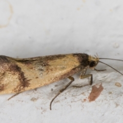 Isomoralla pyrrhoptera at Melba, ACT - 25 Feb 2022