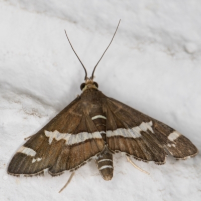 Spoladea recurvalis (Beet Webworm) at Melba, ACT - 24 Feb 2022 by kasiaaus