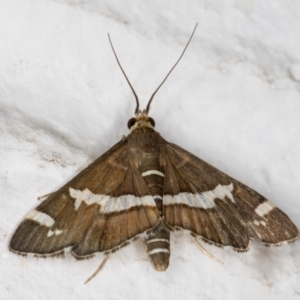 Spoladea recurvalis at Melba, ACT - 25 Feb 2022