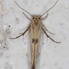 Stathmopoda hyposcia (A Gelechioid moth) at Melba, ACT - 24 Feb 2022 by kasiaaus