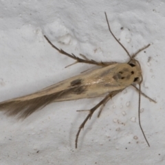 Stathmopoda hyposcia at Melba, ACT - 25 Feb 2022 12:24 AM