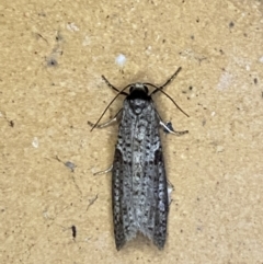 Lepidoscia euryptera (A case moth) at QPRC LGA - 8 Apr 2022 by Steve_Bok