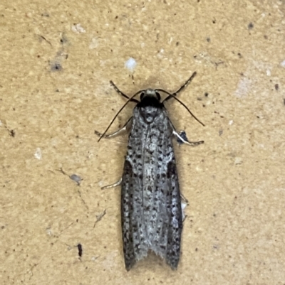 Lepidoscia euryptera (A case moth) at QPRC LGA - 8 Apr 2022 by Steve_Bok