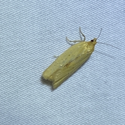 Epiphyas caryotis (A Tortricid moth) at Jerrabomberra, NSW - 8 Apr 2022 by Steve_Bok