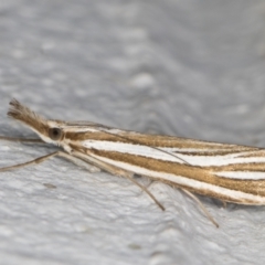 Hednota species near grammellus (Pyralid or snout moth) at Melba, ACT - 25 Feb 2022 by kasiaaus