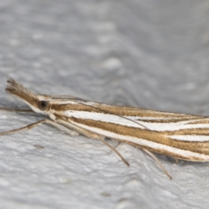 Hednota species near grammellus at Melba, ACT - 25 Feb 2022