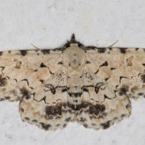 Sandava scitisignata at Melba, ACT - 25 Feb 2022 09:45 PM