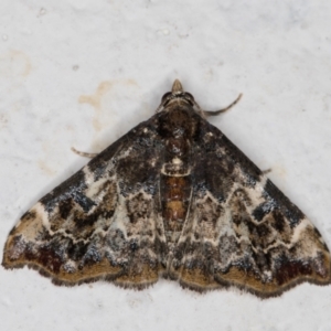 Corgatha sideropasta at Melba, ACT - 25 Feb 2022 11:38 PM