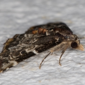 Corgatha sideropasta at Melba, ACT - 25 Feb 2022 11:38 PM