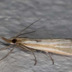 Hednota species near grammellus at Melba, ACT - 25 Feb 2022 11:30 PM