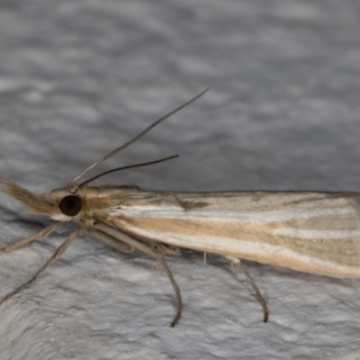 Hednota species near grammellus (Pyralid or snout moth) at Melba, ACT - 25 Feb 2022 by kasiaaus