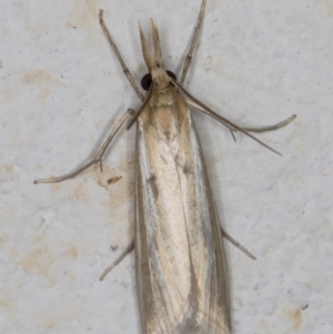 Hednota species near grammellus at Melba, ACT - 25 Feb 2022 11:30 PM