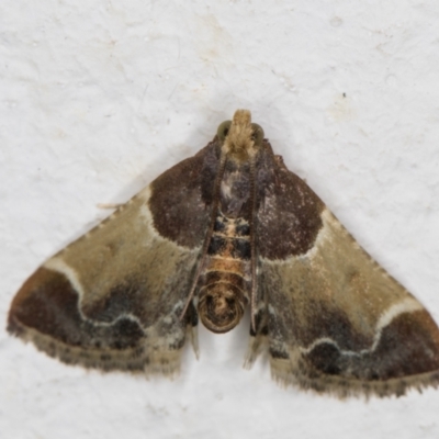 Pyralis farinalis (Meal Moth (Pyralinae) at Melba, ACT - 25 Feb 2022 by kasiaaus