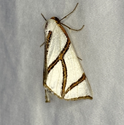 Thalaina clara (Clara's Satin Moth) at Jerrabomberra, NSW - 8 Apr 2022 by SteveBorkowskis
