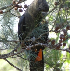 Calyptorhynchus lathami at Tallong, NSW - 5 Apr 2022