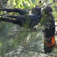 Calyptorhynchus lathami at Tallong, NSW - 5 Apr 2022
