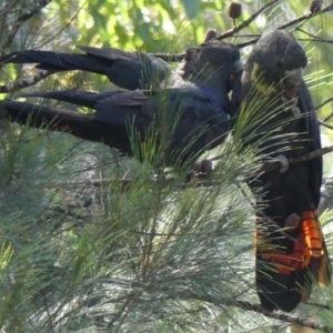 Calyptorhynchus lathami at Tallong, NSW - 5 Apr 2022