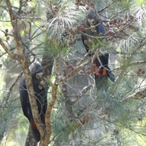 Calyptorhynchus lathami at Tallong, NSW - 5 Apr 2022