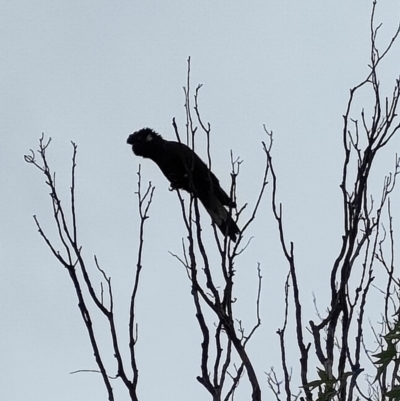 Zanda funerea (Yellow-tailed Black-Cockatoo) at Mawson, ACT - 8 Apr 2022 by KateU