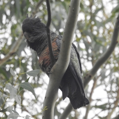 Callocephalon fimbriatum (Gang-gang Cockatoo) at Lions Youth Haven - Westwood Farm - 8 Apr 2022 by HelenCross