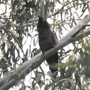 Callocephalon fimbriatum at Kambah, ACT - suppressed