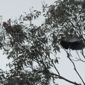 Callocephalon fimbriatum at Kambah, ACT - suppressed