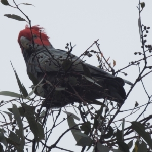 Callocephalon fimbriatum at Kambah, ACT - suppressed