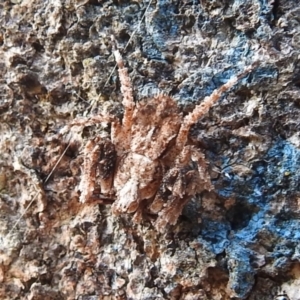 Stephanopis sp. (genus) at Kambah, ACT - 9 Apr 2022