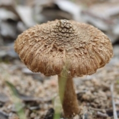 Inocybe sp. (Inocybe) at Molonglo Valley, ACT - 18 Mar 2022 by CanberraFungiGroup