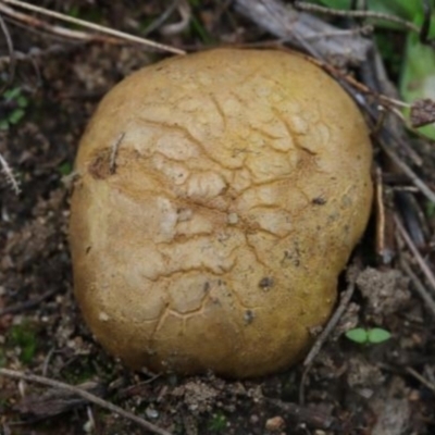 Scleroderma sp. (Scleroderma) at Molonglo River Reserve - 18 Mar 2022 by CanberraFungiGroup