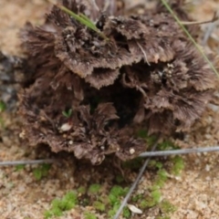 Thelephora 'palmata group' (TBC) at Molonglo Valley, ACT - 18 Mar 2022 by CanberraFungiGroup