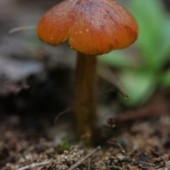 Hygrocybe conica at Molonglo Valley, ACT - 18 Mar 2022 by CanberraFungiGroup