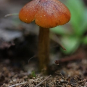 Hygrocybe conica at Molonglo Valley, ACT - 19 Mar 2022