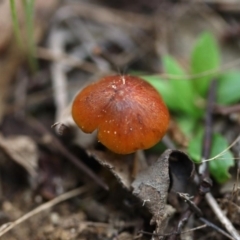 Hygrocybe conica at Molonglo Valley, ACT - 19 Mar 2022