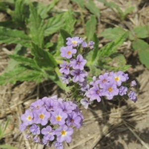 Heliotropium amplexicaule at Chakola, NSW - 26 Dec 2021