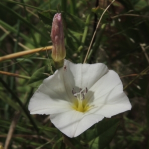 Calystegia sepium at Chakola, NSW - 26 Dec 2021 10:23 AM