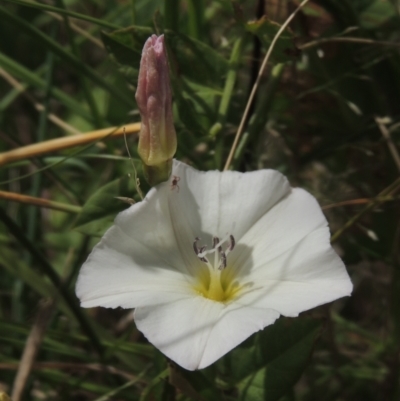 Calystegia sepium (Swamp Bindweed) at Chakola, NSW - 25 Dec 2021 by michaelb