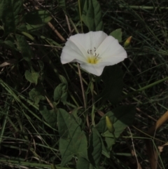 Calystegia sepium at Chakola, NSW - 26 Dec 2021 10:23 AM