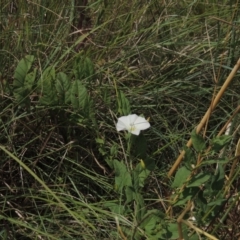 Calystegia sepium at Chakola, NSW - 26 Dec 2021