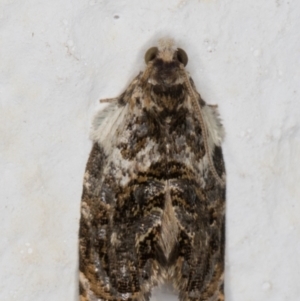 Acroceuthes metaxanthana at Melba, ACT - 26 Feb 2022 09:33 PM