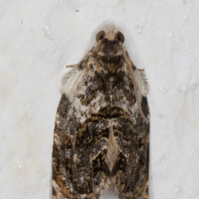 Acroceuthes metaxanthana (Dog-faced Bell Moth) at Melba, ACT - 26 Feb 2022 by kasiaaus