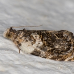 Acroceuthes metaxanthana at Melba, ACT - 26 Feb 2022 09:33 PM