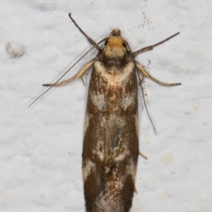 Palimmeces habrophanes at Melba, ACT - 26 Feb 2022 11:32 PM