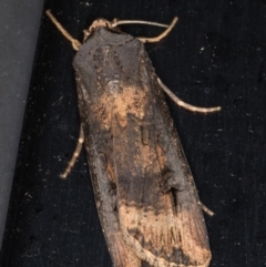 Agrotis ipsilon (Agrotis ipsilon) at Melba, ACT - 27 Feb 2022 by kasiaaus