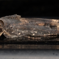 Agrotis ipsilon at Melba, ACT - 27 Feb 2022 09:43 PM