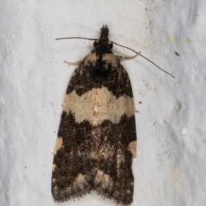 Dichelia cosmopis at Melba, ACT - 27 Feb 2022 09:44 PM