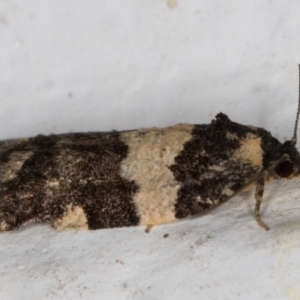 Dichelia cosmopis at Melba, ACT - 27 Feb 2022 09:44 PM