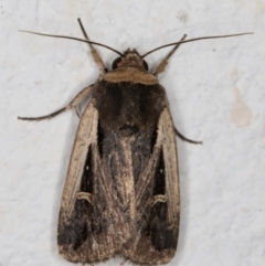 Proteuxoa tortisigna (Streaked Rictonis Moth) at Melba, ACT - 28 Feb 2022 by kasiaaus