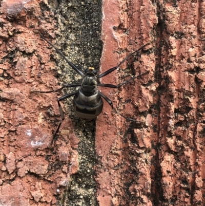 Boreoides subulatus (Wingless Soldier Fly) at Queanbeyan, NSW - 9 Apr 2022 by LizO
